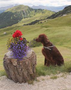 img_1791_-_norman_alm_blumen-h.jpg