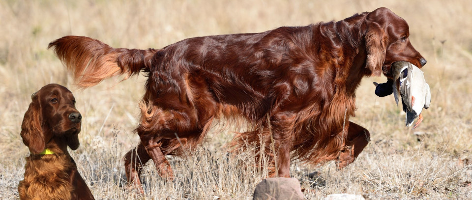 Skibbereen Norman Pride of Ireland