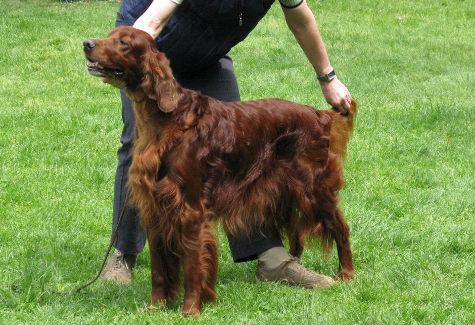 Norman Rassenhundeausstellung